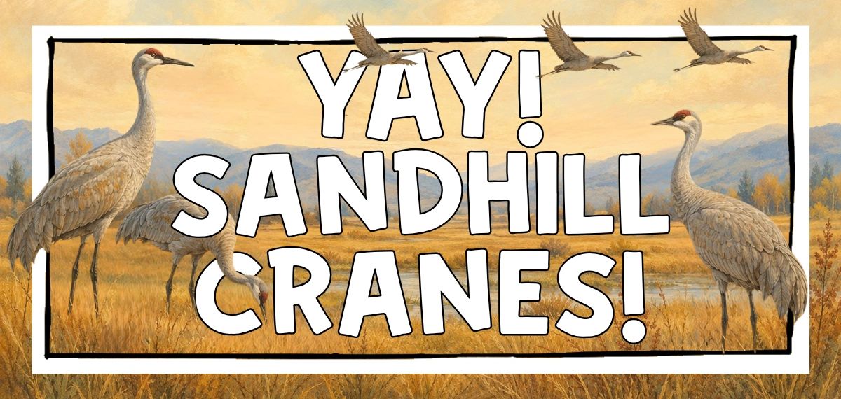 Yay! Sandhill cranes