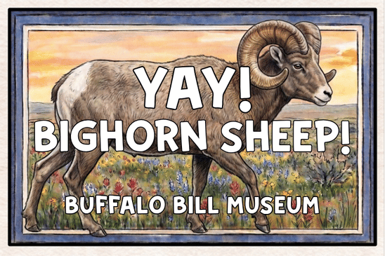 big horn sheep buff bill sticker design